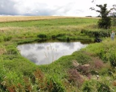 Photo of buffer wetlands