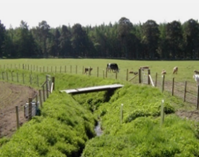 Photo of grass buffer strip