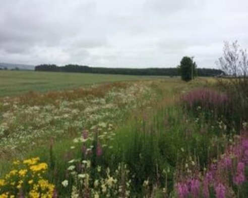 Photo of watercourse buffer strip