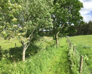 Photo of wooded buffer strip